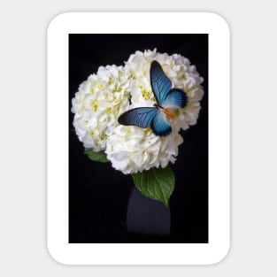 Large Blue Exotic Butterfly On White Hydrangea Sticker